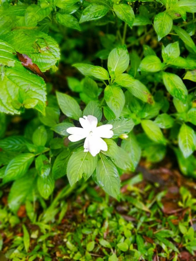 Cabanas Las Orquideas Zapotal  Εξωτερικό φωτογραφία