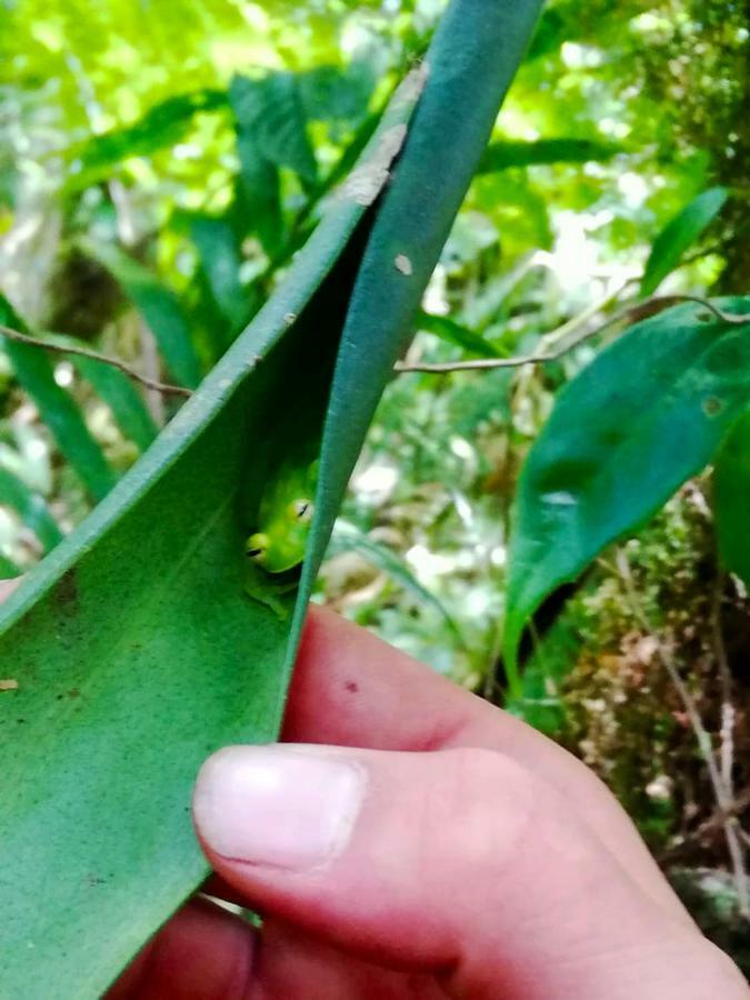 Cabanas Las Orquideas Zapotal  Εξωτερικό φωτογραφία