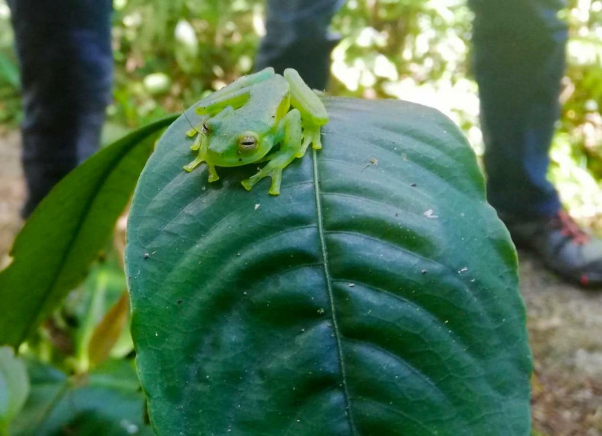 Cabanas Las Orquideas Zapotal  Εξωτερικό φωτογραφία