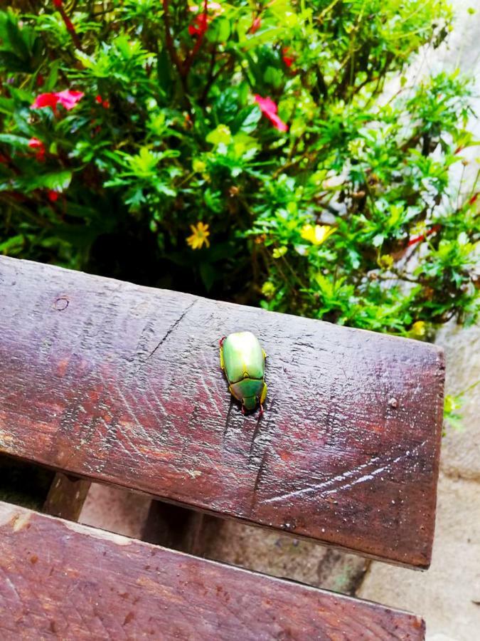 Cabanas Las Orquideas Zapotal  Εξωτερικό φωτογραφία