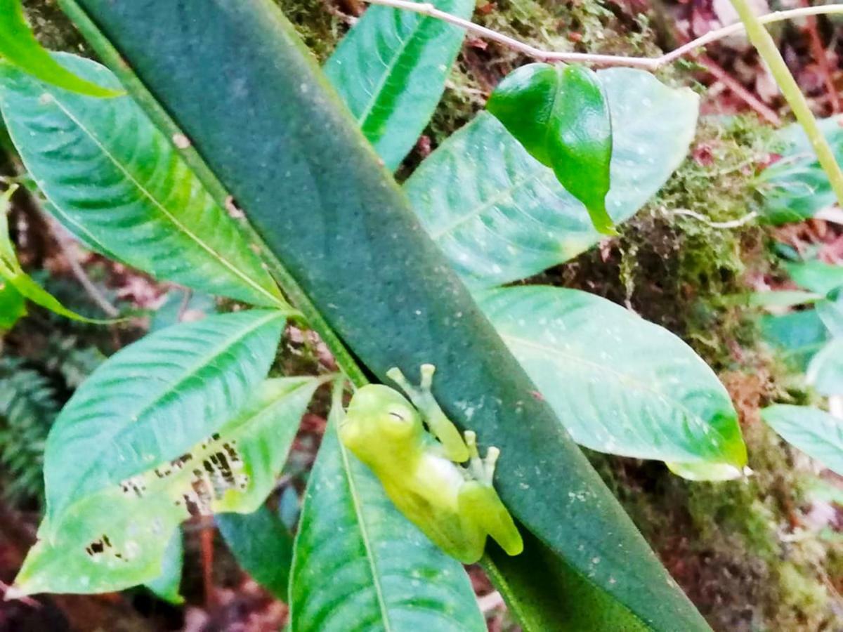 Cabanas Las Orquideas Zapotal  Εξωτερικό φωτογραφία