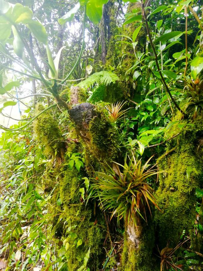 Cabanas Las Orquideas Zapotal  Εξωτερικό φωτογραφία