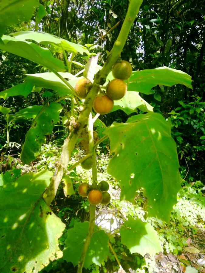 Cabanas Las Orquideas Zapotal  Εξωτερικό φωτογραφία